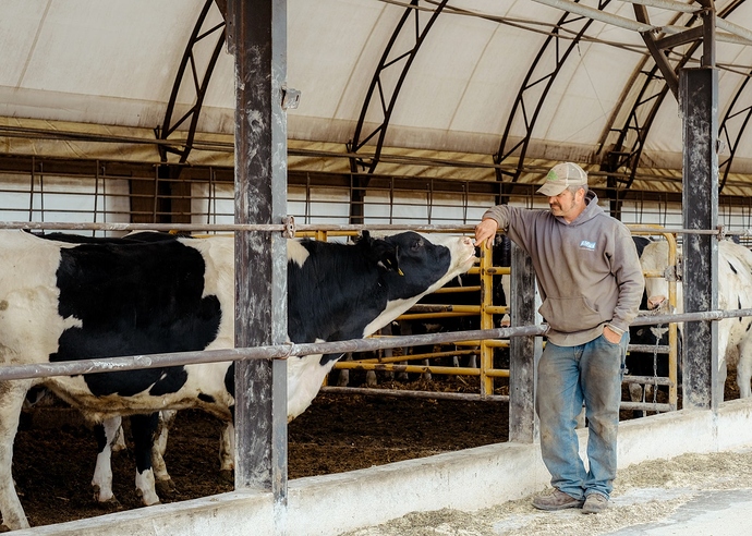 Jerry Volenec with cow