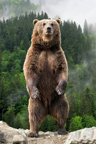 31,700+ Grizzly Bear Stock Photos, Pictures & Royalty-Free Images - iStock  | Grizzly bear standing, Bear, Grizzly bear face