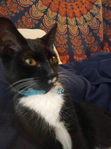 jones_cat