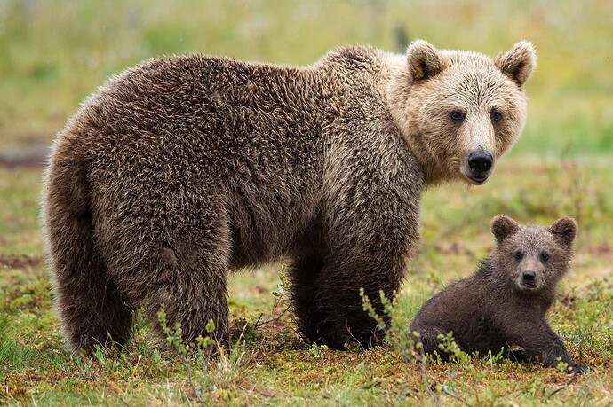 Female brown bears hang out near humans to keep cubs safe from males | New  Scientist