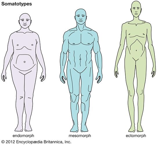 ectomorph-endomorph-somatotypes-body-types