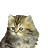 :cat2: :cat2: