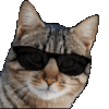 :catkool: :catkool: