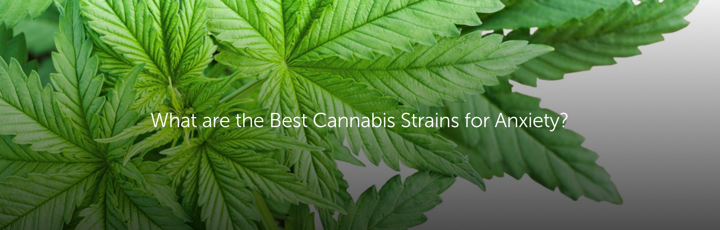 What are the Best Cannabis Strains for Anxiety?|720pxx230px