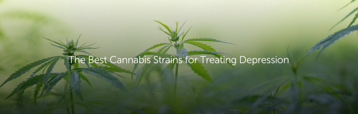 The Best Cannabis Strains for Treating Depression|720pxx230px