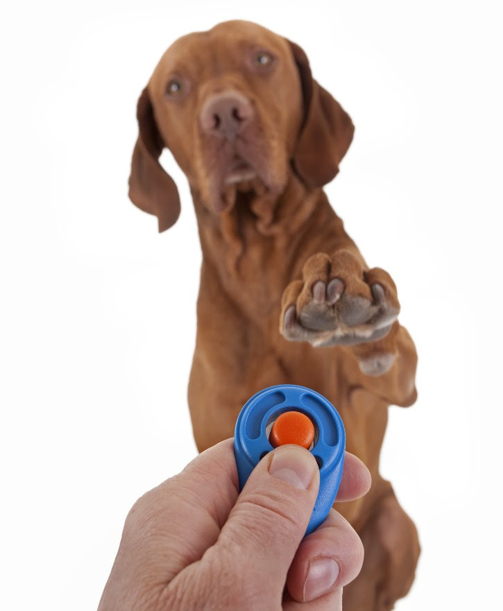 Clicker Training 101 (Video)