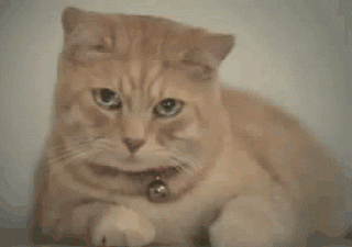 Sad Cats GIFs - Get the best GIF on GIPHY