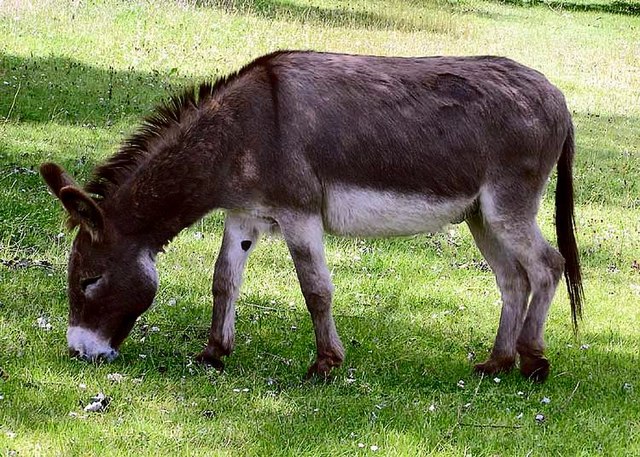 Donkey - Wikipedia